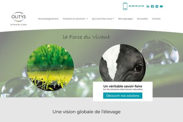 site wordpress olitys